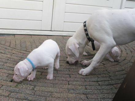 Dogo Argentino Welpen