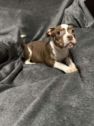 American Bullys mit Top Ahnentafel