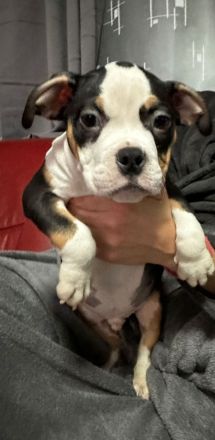 American Bullys mit Top Ahnentafel