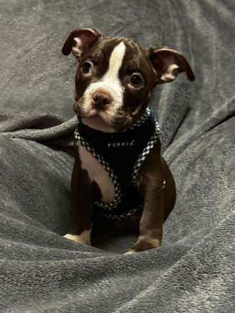 American Bullys mit Top Ahnentafel