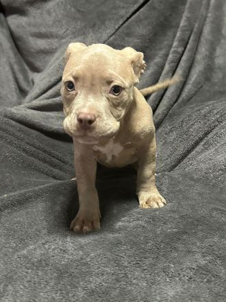 American Bullys mit Top Ahnentafel