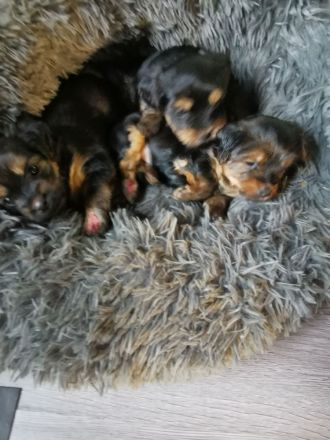 Yorkshire Terrier Welpen