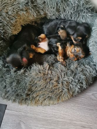 Yorkshire Terrier Welpen