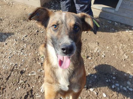 NICO  ca. 5-jähriger, aufgeschlossener Rüde, ca. 47 cm