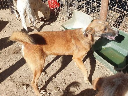 NICO  ca. 5-jähriger, aufgeschlossener Rüde, ca. 47 cm