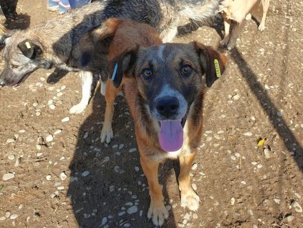 NICO  ca. 5-jähriger, aufgeschlossener Rüde, ca. 47 cm