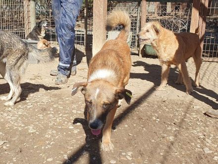 NICO  ca. 5-jähriger, aufgeschlossener Rüde, ca. 47 cm