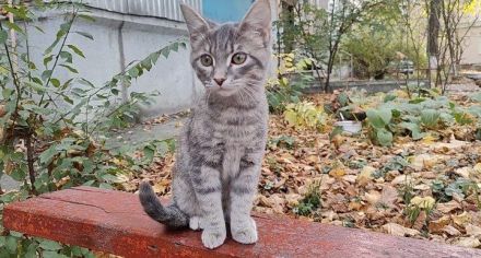 Ein Kätzchen aus Jessentuki (Russland) sucht ein neues Zuhause