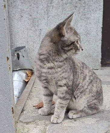 Ein Kätzchen aus Jessentuki (Russland) sucht ein neues Zuhause