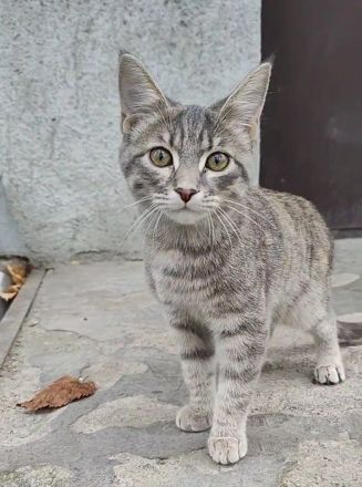 Ein Kätzchen aus Jessentuki (Russland) sucht ein neues Zuhause