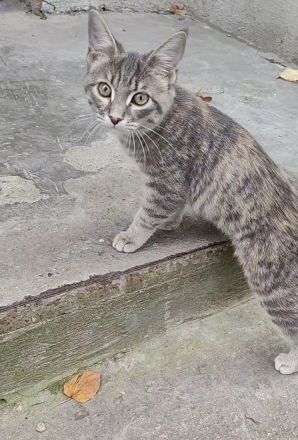 Ein Kätzchen aus Jessentuki (Russland) sucht ein neues Zuhause