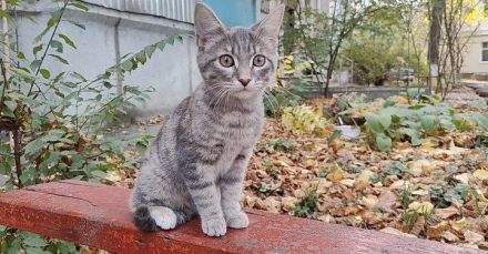 Ein Kätzchen aus Jessentuki (Russland) sucht ein neues Zuhause