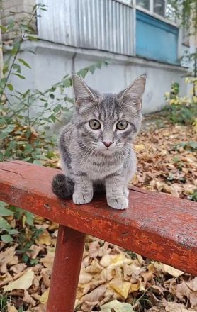 Ein Kätzchen aus Jessentuki (Russland) sucht ein neues Zuhause