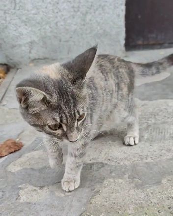 Ein Kätzchen aus Jessentuki (Russland) sucht ein neues Zuhause