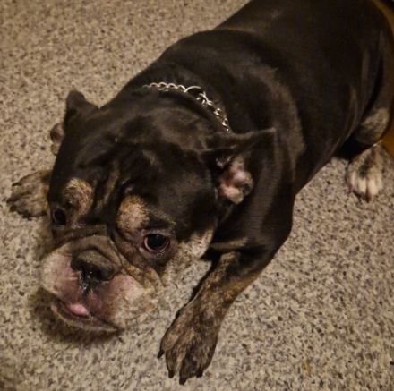 Sportliche Englische Bulldogge / English Bulldog sucht liebevolle Hände