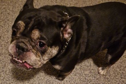 Sportliche Englische Bulldogge / English Bulldog sucht liebevolle Hände