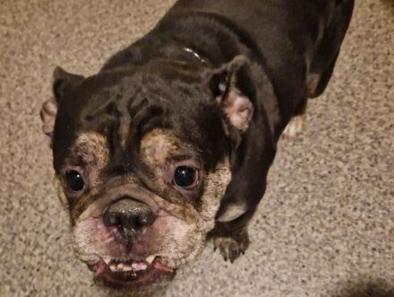 Sportliche Englische Bulldogge / English Bulldog sucht liebevolle Hände