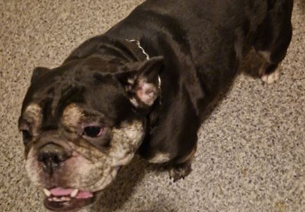 Sportliche Englische Bulldogge / English Bulldog sucht liebevolle Hände