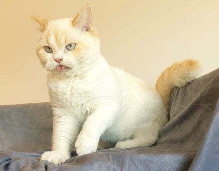 Selkirk Rex red-bicolour-point.SR curly
