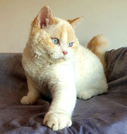 Selkirk Rex red-bicolour-point.SR curly