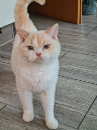 Selkirk Rex red-bicolour-point.SR curly