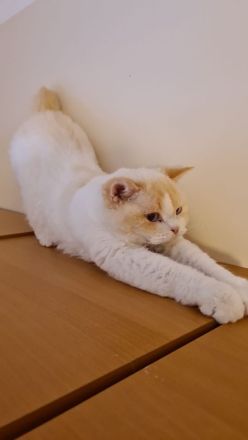 Selkirk Rex red-bicolour-point.SR curly