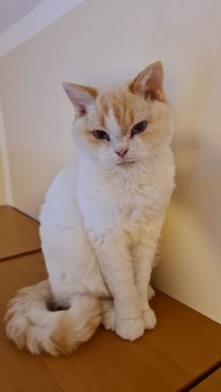 Selkirk Rex red-bicolour-point.SR curly