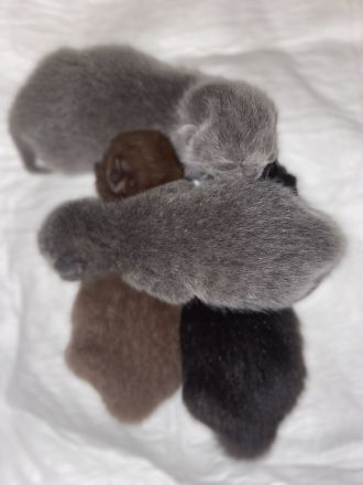 Cattery of Zucci Rucci