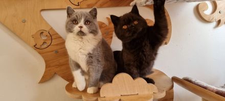 BKH Mädchen mit Stammbaum