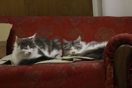 Main Coon Kitten suchen neues Zuhause