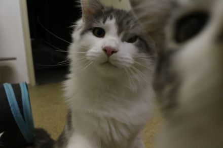 Main Coon Kitten suchen neues Zuhause