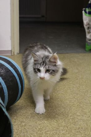 Main Coon Kitten suchen neues Zuhause