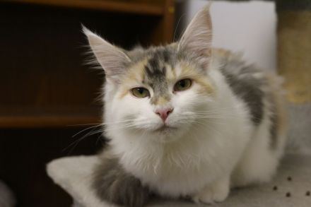 Main Coon Kitten suchen neues Zuhause