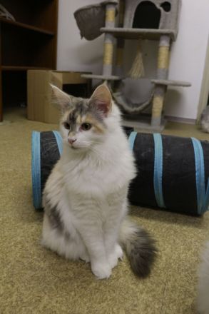 Main Coon Kitten suchen neues Zuhause