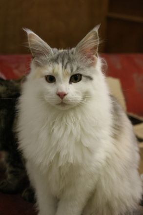 Main Coon Kitten suchen neues Zuhause