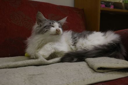 Main Coon Kitten suchen neues Zuhause