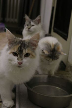 Main Coon Kitten suchen neues Zuhause