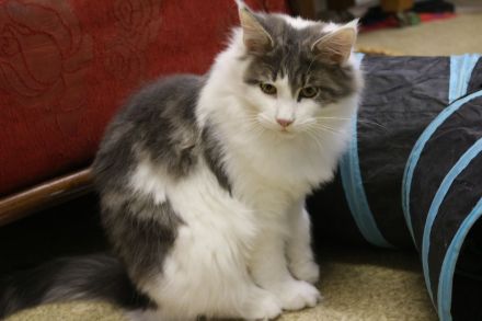 Main Coon Kitten suchen neues Zuhause