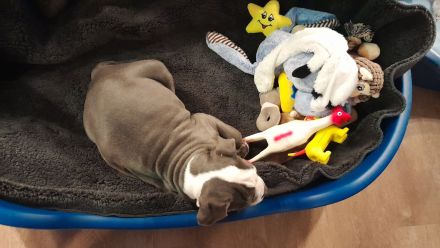 Old Englische Bulldogge, Rüde,  14 Wochen,  blau mit weiss, Ahnentafel,  geimpft , EU Ausweis usw.