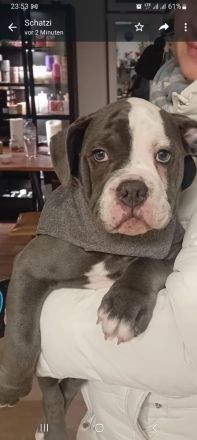 Old Englische Bulldogge, Rüde,  14 Wochen,  blau mit weiss, Ahnentafel,  geimpft , EU Ausweis usw.