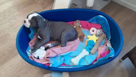 Old Englische Bulldogge, Rüde,  14 Wochen,  blau mit weiss, Ahnentafel,  geimpft , EU Ausweis usw.