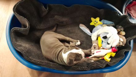 Old Englische Bulldogge, Rüde,  14 Wochen,  blau mit weiss, Ahnentafel,  geimpft , EU Ausweis usw.