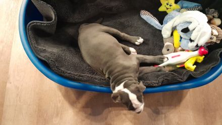 Old Englische Bulldogge, Rüde,  14 Wochen,  blau mit weiss, Ahnentafel,  geimpft , EU Ausweis usw.