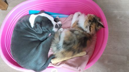 Old Englische Bulldogge, Rüde,  14 Wochen,  blau mit weiss, Ahnentafel,  geimpft , EU Ausweis usw.