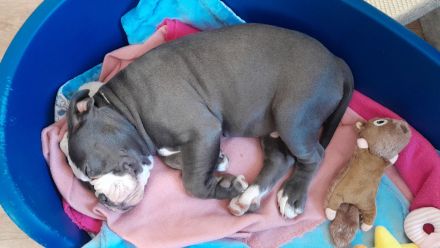 Old Englische Bulldogge, Rüde,  14 Wochen,  blau mit weiss, Ahnentafel,  geimpft , EU Ausweis usw.