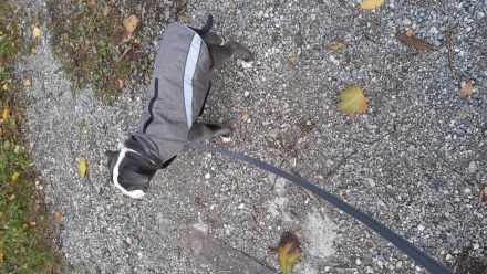 Old Englische Bulldogge, Rüde,  14 Wochen,  blau mit weiss, Ahnentafel,  geimpft , EU Ausweis usw.