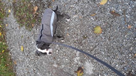 Old Englische Bulldogge, Rüde,  14 Wochen,  blau mit weiss, Ahnentafel,  geimpft , EU Ausweis usw.