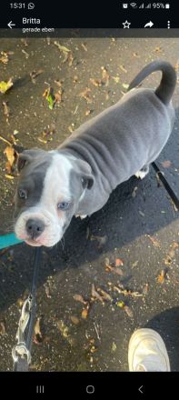 Old Englische Bulldogge, Rüde,  14 Wochen,  blau mit weiss, Ahnentafel,  geimpft , EU Ausweis usw.