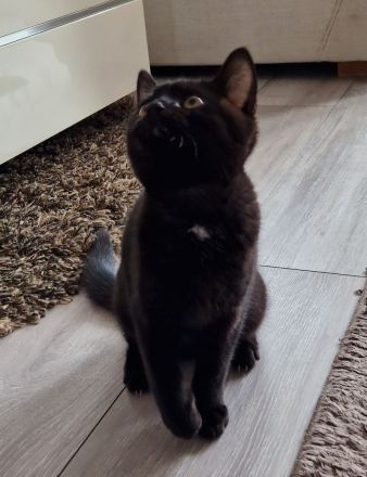 Schwarzes Britisch Kurzhaar Kitten (sofortige Abholung möglich)