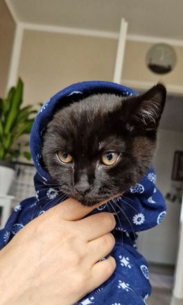 Schwarzes Britisch Kurzhaar Kitten (sofortige Abholung möglich)